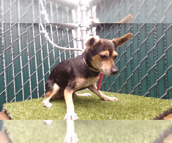 Medium Photo #1 Chihuahua Puppy For Sale in Downey, CA, USA