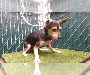 Chihuahua Dogs for adoption in Downey, CA, USA