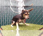 MAXI - Male Chihuahua Dog for Adoption - Small photo