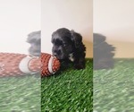 Small Photo #15 Schnauzer (Miniature) Puppy For Sale in MIAMI, FL, USA