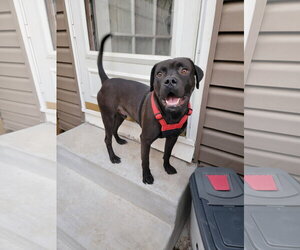 Mutt Dogs for adoption in Topeka, KS, USA