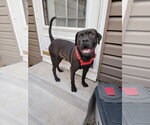 Kaige - Male Mutt Dog for Adoption - Small photo