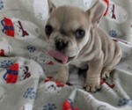 Small #4 French Bulldog