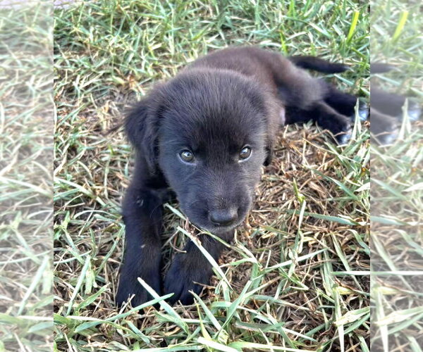 Medium Photo #5 German Shepherd Dog-Unknown Mix Puppy For Sale in Royal Palm Beach, FL, USA