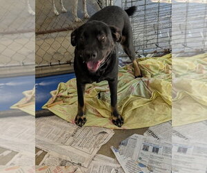Tanner - Male Doberman Pinscher Dog for Adoption - Photo #2