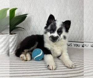 Pomsky Puppy for sale in GREENFIELD, IN, USA
