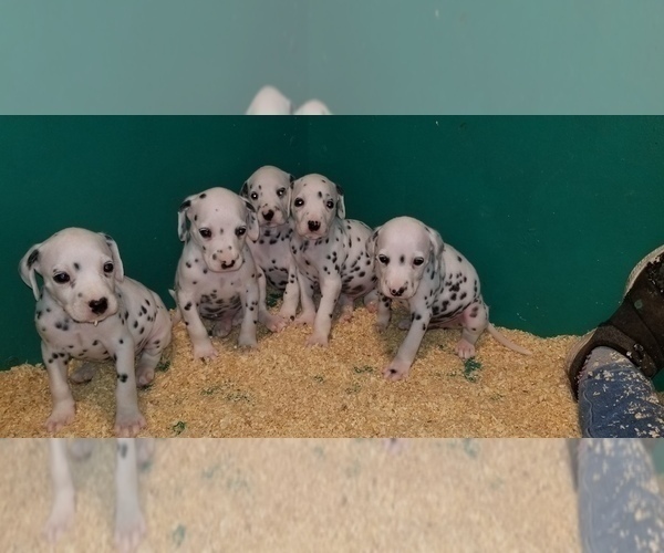 Medium Photo #6 Dalmatian Puppy For Sale in DUVALL, WA, USA