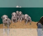 Small Photo #6 Dalmatian Puppy For Sale in DUVALL, WA, USA