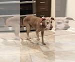 Small #2 Labrador Retriever Mix