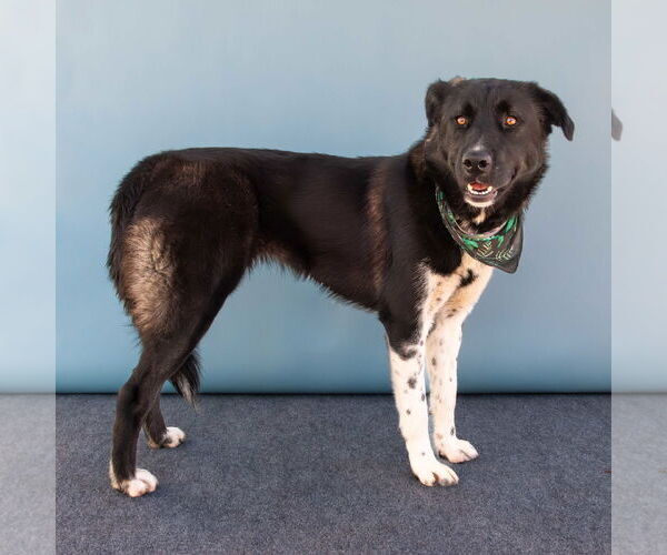 Medium Photo #2 Akita-Unknown Mix Puppy For Sale in Pasadena, CA, USA