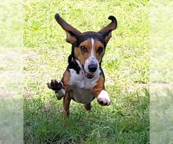 Medium Photo #32 Beagle Puppy For Sale in Dunnellon, FL, USA