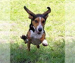 Small #31 Beagle