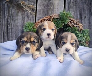 Beagle Puppy for sale in COEUR D ALENE, ID, USA