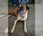 Small #1 Boxer