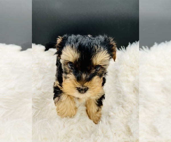 Medium Photo #8 Yorkshire Terrier Puppy For Sale in SAN JACINTO, CA, USA
