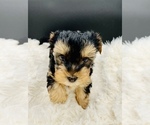 Small Photo #8 Yorkshire Terrier Puppy For Sale in SAN JACINTO, CA, USA