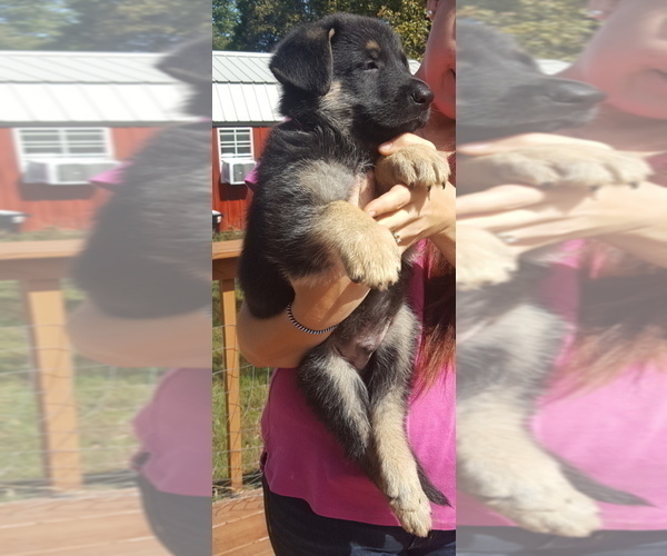 Medium Photo #23 German Shepherd Dog Puppy For Sale in LAWRENCEBURG, TN, USA