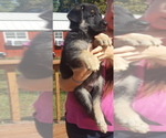 Small Photo #23 German Shepherd Dog Puppy For Sale in LAWRENCEBURG, TN, USA