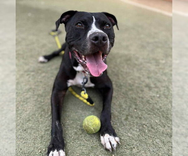 Medium Photo #2 Mutt Puppy For Sale in Las Vegas, NV, USA