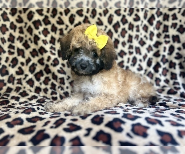Medium Photo #1 Cavapoo Puppy For Sale in LAKELAND, FL, USA