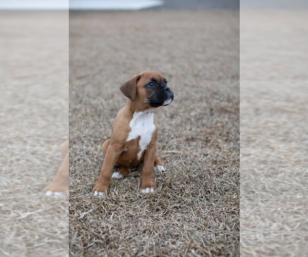 Medium Photo #6 Boxer Puppy For Sale in ABBEVILLE, SC, USA