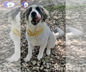 Anatolian Pyrenees Dogs for adoption in Spring, TX, USA