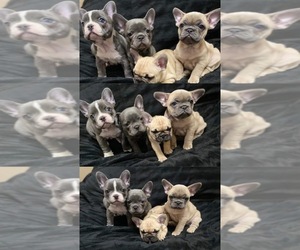 French Bulldog Puppy for sale in KANSAS CITY, MO, USA