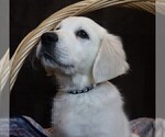 Puppy Smoke English Cream Golden Retriever