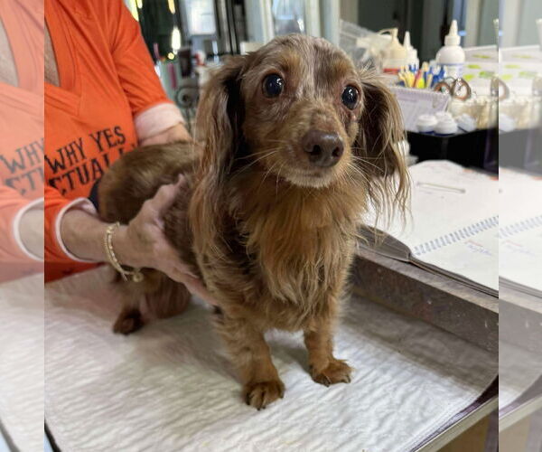 Medium Photo #1 Dachshund Puppy For Sale in Benton, LA, USA