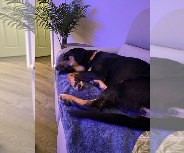 Medium Photo #3 Mutt Puppy For Sale in Evansville, IN, USA