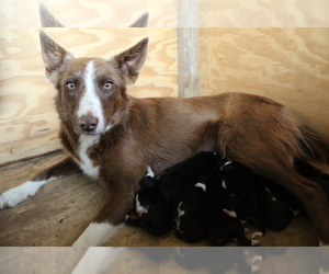 Mother of the Border Collie puppies born on 05/03/2020