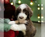 Puppy Cocoa Aussiedoodle Miniature 