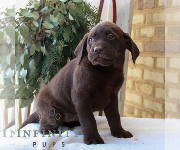 Medium Photo #3 Labrador Retriever Puppy For Sale in JONESTOWN, PA, USA
