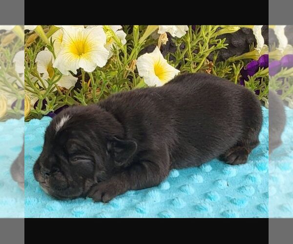 Medium Photo #2 Beabull Puppy For Sale in ARTHUR, IL, USA