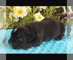 Small #1 Beabull