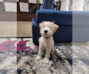 Schnauzer (Miniature) Puppy for sale in COLUMBUS, GA, USA