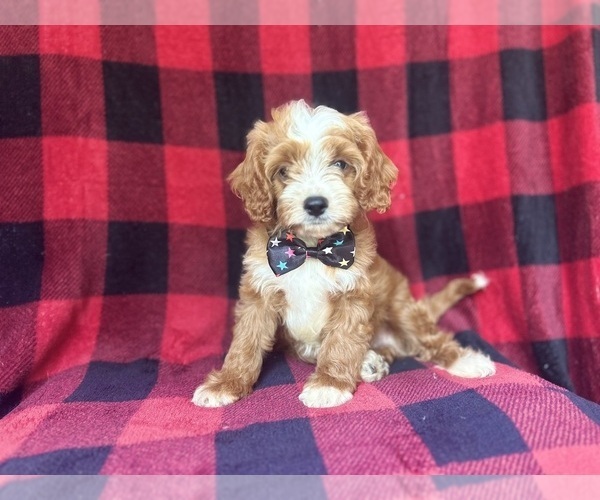 Medium Photo #6 Cavapoo Puppy For Sale in LAKELAND, FL, USA