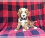 Small #5 Cavapoo