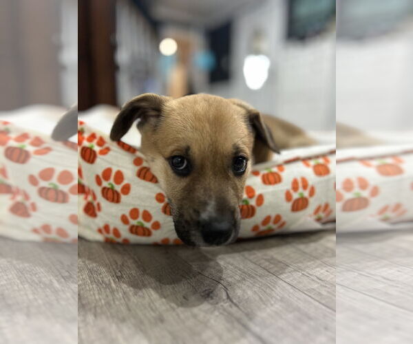 Medium Photo #2 Mutt Puppy For Sale in Doylestown, PA, USA