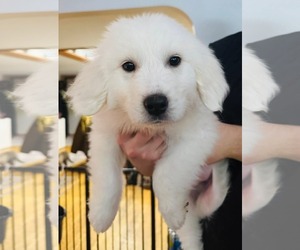 Great Pyrenees-Unknown Mix Dogs for adoption in Clarkston, MI, USA