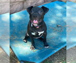Small #3 Labrador Retriever Mix