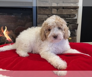 Cavapoo Puppy for sale in NOBLESVILLE, IN, USA