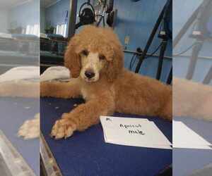 Poodle (Standard) Puppy for sale in CHESTER, IL, USA