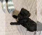Small Photo #13 Poodle (Miniature) Puppy For Sale in GLOUCESTER, VA, USA