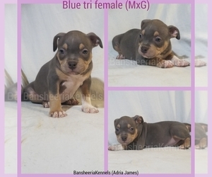 American Bully Puppy for sale in MABELVALE, AR, USA