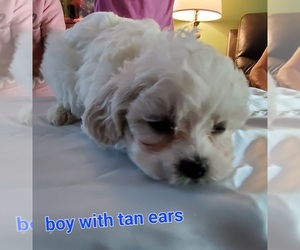 Cavachon Puppy for sale in WARREN, MI, USA