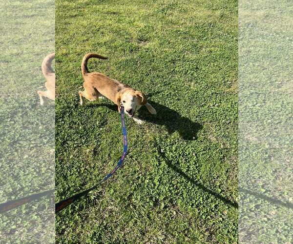 Medium Photo #2 Beagle Puppy For Sale in Jackson Township, NJ, USA