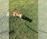 Small #1 Beagle