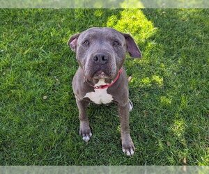 American Pit Bull Terrier Dogs for adoption in San Clemente, CA, USA
