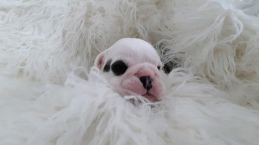 Medium Photo #1 English Bulldog Puppy For Sale in CITY VIEW HEIGHTS, OH, USA